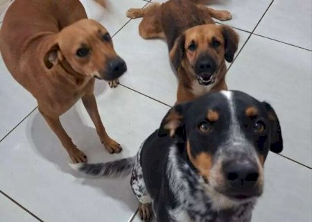 Trio de c&atilde;es escapa por port&atilde;o e desaparece de madrugada no Jardim Noroeste