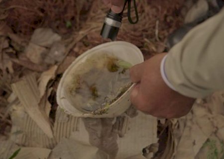 Casos de chikungunya em gestantes sobem 25% em uma semana