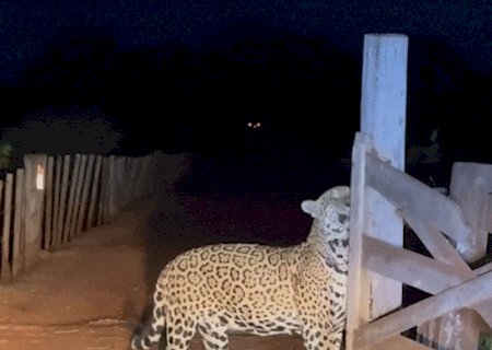 V&iacute;deo mostra Formoso marcando territ&oacute;rio no Pantanal