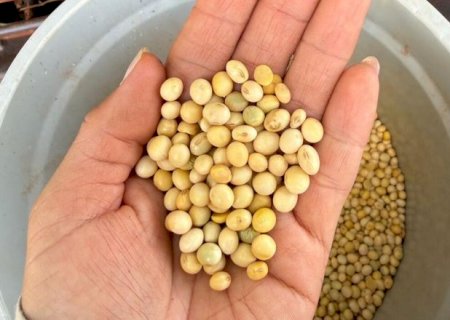 MS exporta 1,03 milh&atilde;o de toneladas de soja e tem alta de 59%