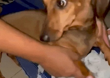 J&aacute; viu salchicha limpando a casa? M&atilde;e de pet dessa fez foi longe