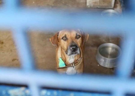 Ap&oacute;s anos sem notifica&ccedil;&atilde;o, prefeitura publica casos de apreens&atilde;o de animais