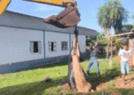 V&iacute;deo mostra bombeiros retirando vaca de fossa em propriedade rural