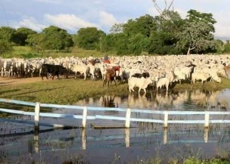 Ap&oacute;s falta de vacina para bovinos em MS, Minist&eacute;rio libera 14 milh&otilde;es de doses