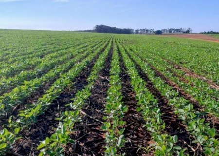 Agro prop&otilde;e ampliar Desenrola Rural e mudar recupera&ccedil;&atilde;o judicial