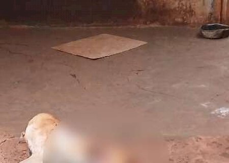 Cachorro &eacute; encontrado morto com sinais de viol&ecirc;ncia e tutor acaba preso