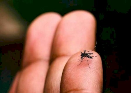 Aedes avan&ccedil;a e 9 cidades de MS aparecem em alto risco para infesta&ccedil;&atilde;o
