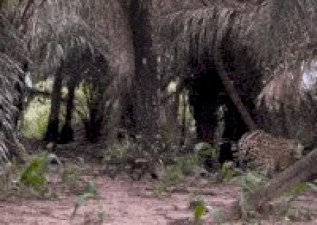 Com passos lentos, Surya apresenta ao Pantanal seu novo filhote