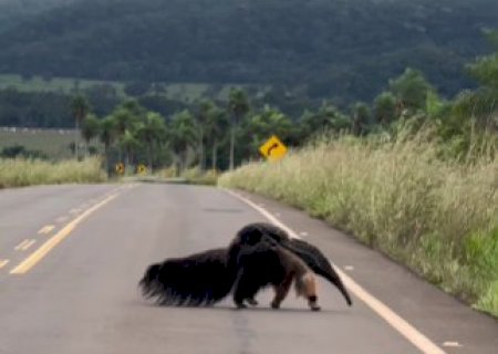 V&iacute;deo mostra m&atilde;e tamandu&aacute; atravessando estrada com filhote nas costas