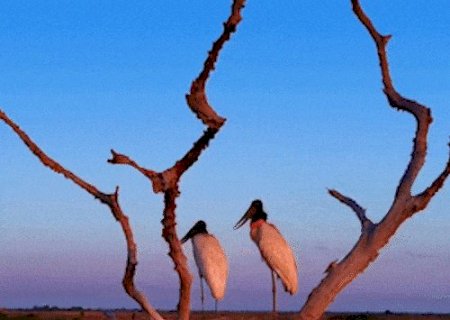 Casal de tuiui&uacute;s observa beleza do Pantanal em "clima de romance"