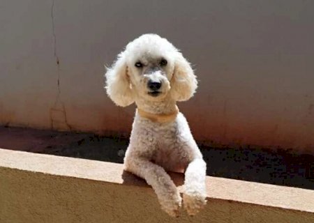 Poodle com epilepsia desaparece no Tijuca e fam&iacute;lia faz apelo por Max