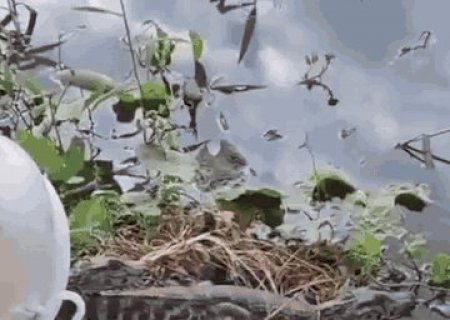 Filhotes de jacar&eacute; s&atilde;o resgatados ap&oacute;s passeio no centro de Corumb&aacute;