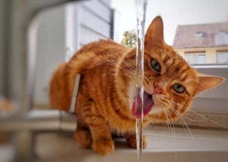 Saiba como fazer seu gato beber mais &aacute;gua e evitar insufici&ecirc;ncia renal