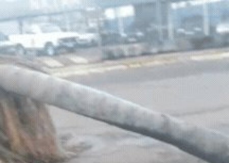 Temporal abre cratera e derruba palmeira em avenida do Guanandi