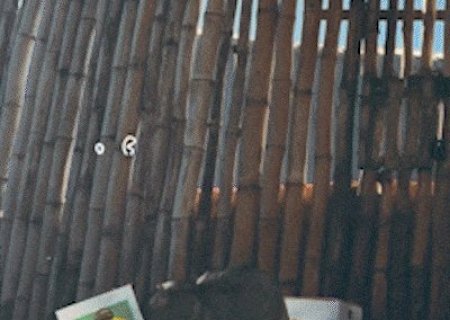 Cachorra-do-mato do Bioparque, Delinha acerta vit&oacute;ria do Brasil sobre o Jap&atilde;o