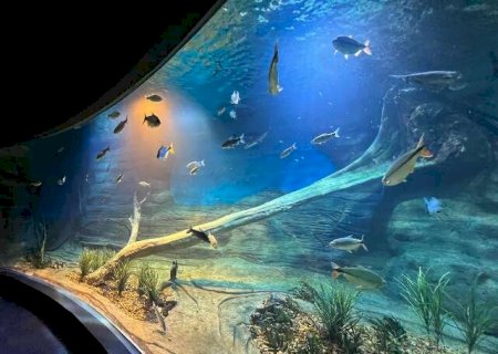 Sistema que mant&eacute;m animais vivos no Bioparque custar&aacute; R$ 8,1 milh&otilde;es
