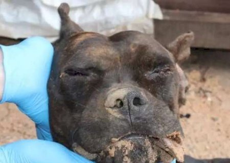 Dupla &eacute; presa ap&oacute;s invas&atilde;o, morte de c&atilde;o e camionete incendiada em Campo Grande