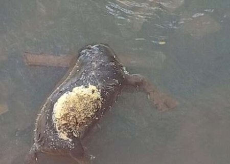 Carca&ccedil;a de bezerro &eacute; encontrada em ponte de c&oacute;rrego no Portal Caiob&aacute;