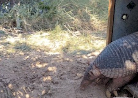 Pesquisa no Pantanal avan&ccedil;a para desvendar a reprodu&ccedil;&atilde;o do tatu-canastra
