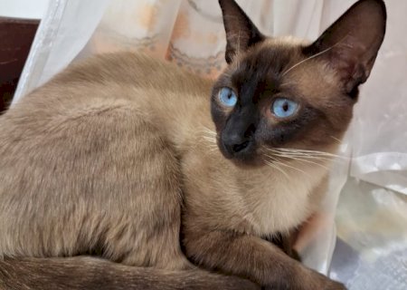 Fam&iacute;lia oferece R$ 1,5 mil para quem encontrar gato siam&ecirc;s desaparecido