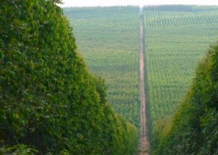 MP aponta blocos de eucalipto com at&eacute; 20 km sem corredores ecol&oacute;gicos em MS