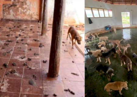 Minist&eacute;rio P&uacute;blico pede fim de ONG animal e cita R$ 16 mil gastos com iFood