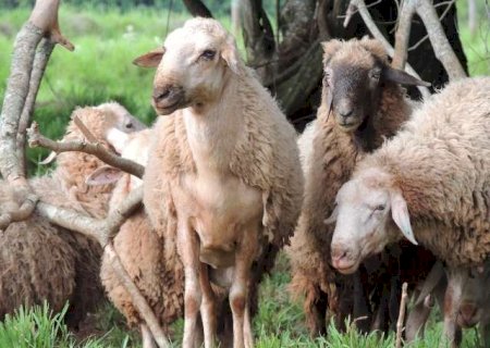 Leite pode ampliar rebanho e salvar animal pantaneiro amea&ccedil;ado de extin&ccedil;&atilde;o