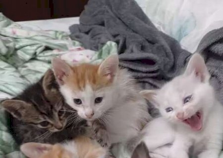 Olha a carinha deles! Feira de ado&ccedil;&atilde;o busca lar para 16 gatos