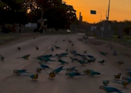 Araras d&atilde;o espet&aacute;culo e encantam moradores em Tr&ecirc;s Lagoas