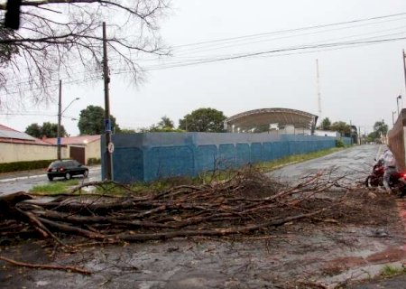 Galhos de &aacute;rvore seca caem durante chuva e interditam rua no Guanandi