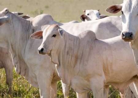 Entidades do agro criticam regra europeia sobre antimicrobianos na pecu&aacute;ria