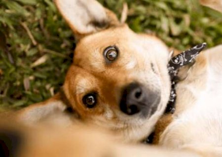 Julho Dourado alerta para preven&ccedil;&atilde;o da sa&uacute;de de c&atilde;es e gatos