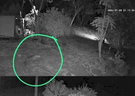 Ap&oacute;s Corumbella, nova on&ccedil;a aparece perto de casas em Corumb&aacute;