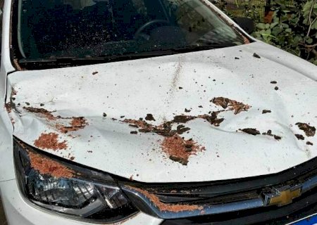 Galho de &aacute;rvore cai sobre carro estacionado em rua da regi&atilde;o central