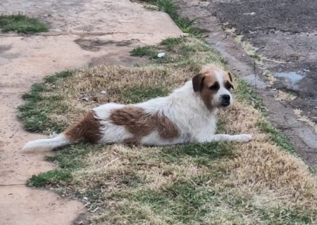 Adotado ap&oacute;s viver nas ruas, Toguro desaparece e fam&iacute;lia pede ajuda
