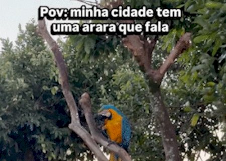 Arara &ldquo;d&aacute; tchau&rdquo; para crian&ccedil;a e vira celebridade em S&atilde;o Gabriel