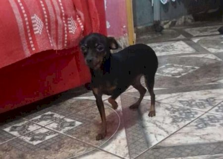 Crian&ccedil;a tem at&eacute; febre ap&oacute;s sumi&ccedil;o de pinscher no S&atilde;o Conrado