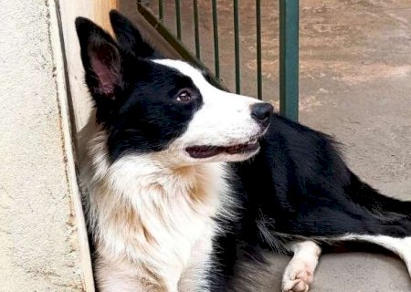 Billy escapou ap&oacute;s o port&atilde;o abrir com o temporal no Parque do Sol