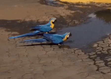 Araras saciam sede em buraco com &aacute;gua parada no centro de S&atilde;o Gabriel do Oeste