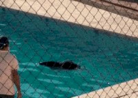 No Pantanal, queixada &eacute; flagrada tomando banho de piscina na UFMS