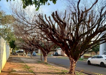 &Aacute;rvores secas h&aacute; um ano preocupam morador por risco de queda em avenida