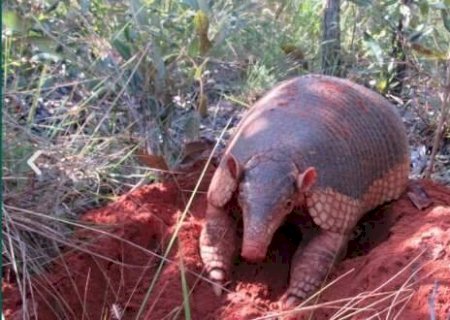 Engenheiro do Pantanal: tatu-canastra pode ganhar dia oficial em MS