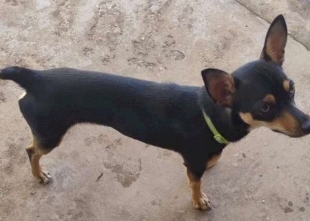 Pet shop &eacute; recorrente na venda de c&atilde;es "fake" e at&eacute; de animais doentes