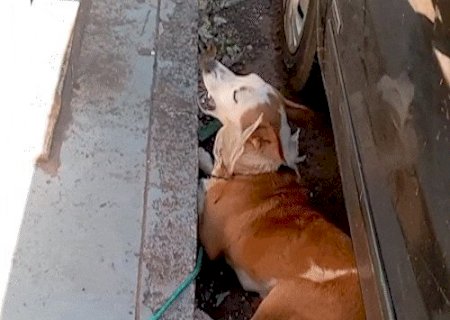 Cadela doente &eacute; amarrada a hidrante e abandonada perto da Santa Casa