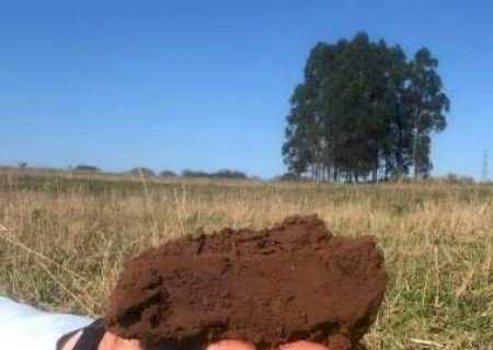 Pesquisas medem quanto diferentes manejos ampliam carbono no solo de MS