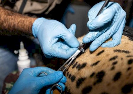 Pesquisa torna mais eficiente a conserva&ccedil;&atilde;o gen&eacute;tica da on&ccedil;a-pintada