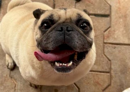Moradores procuram tutor de pug que apareceu em um condom&iacute;nio na Rua Santana