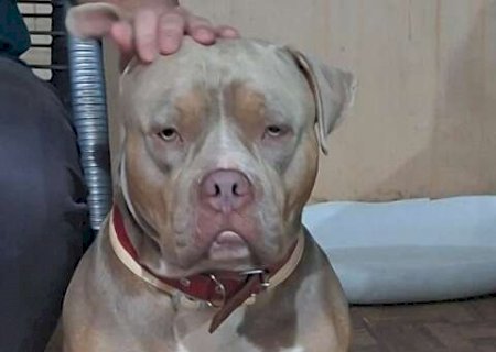 Fam&iacute;lia oferece R$ 1 mil para encontrar pitbull perdido no Z&eacute; Pereira