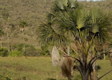 Campanha convoca candidatos a defender o Cerrado nas eleições
