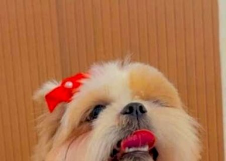 Fam&iacute;lia busca shih-tzu que ajuda crian&ccedil;a com TDAH e oferece R$ 500